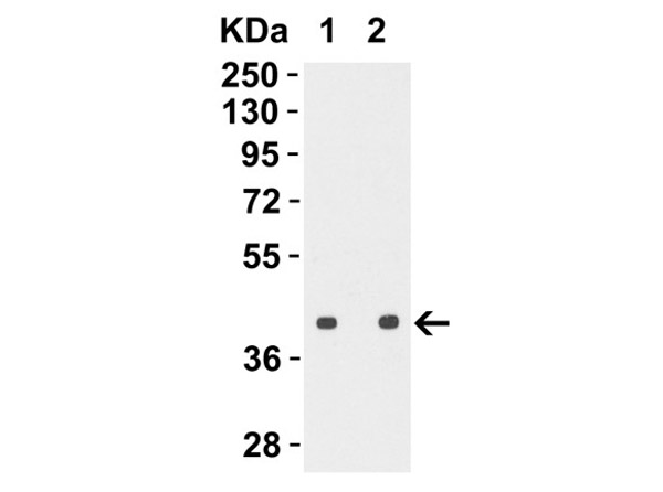 Western Blot Validation with H5N1 HA Protein